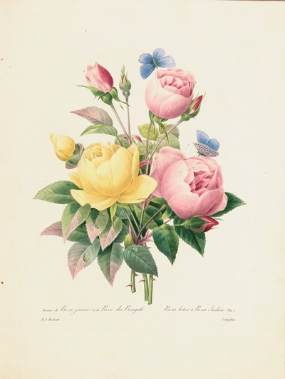 Variety of Yellow Roses and Bengal Roses, engraved by Langlois, from 